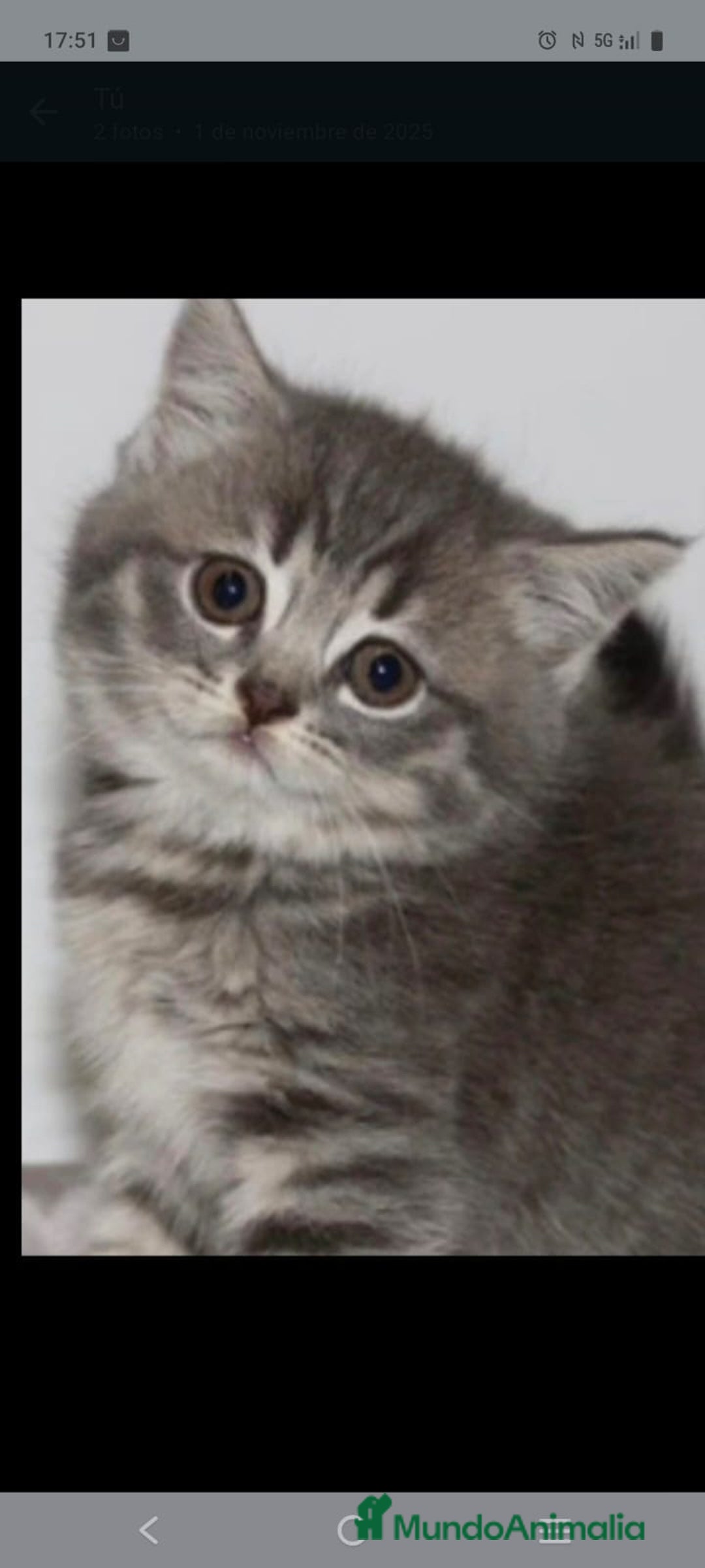 Británico de Pelo Corto gatos en venta: Gatitas British  - Imagen 3