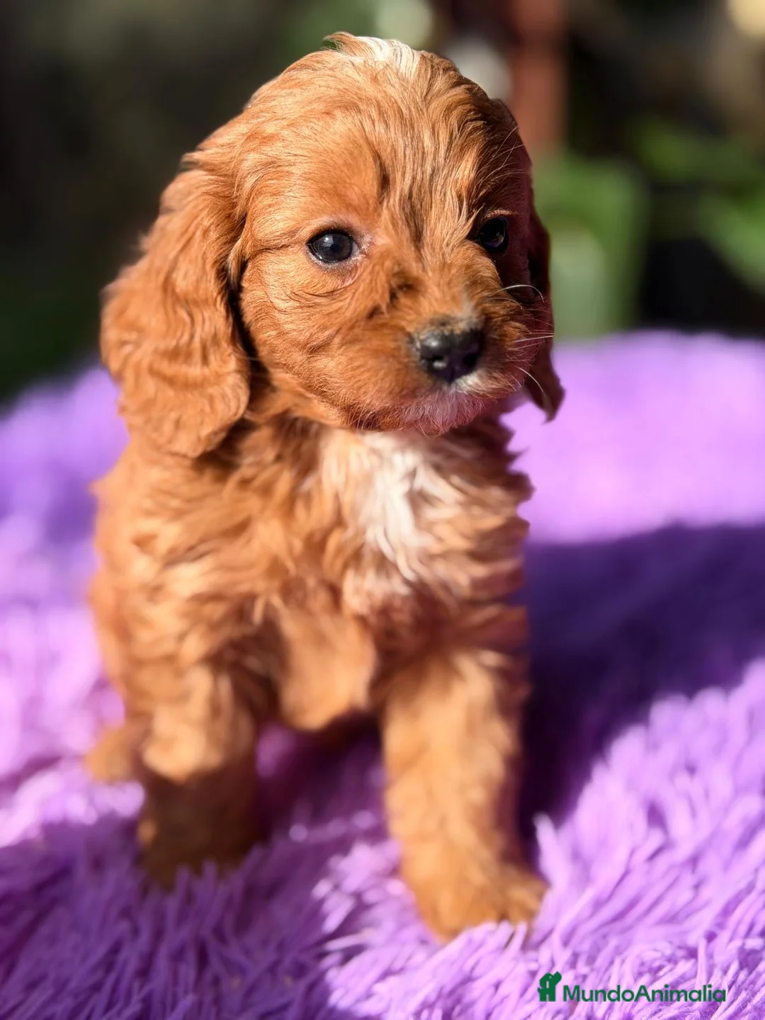 Cavapoo perros en venta: CAMADA CAVAPOO ROJO CALIDAD - Anuncio 2