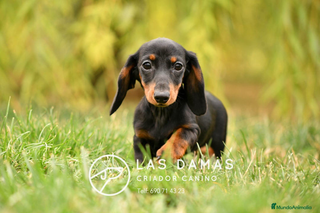 Teckel perros en venta: NO SON “PERROS SALCHICHA”. SON GUERREROS - Imagen 2
