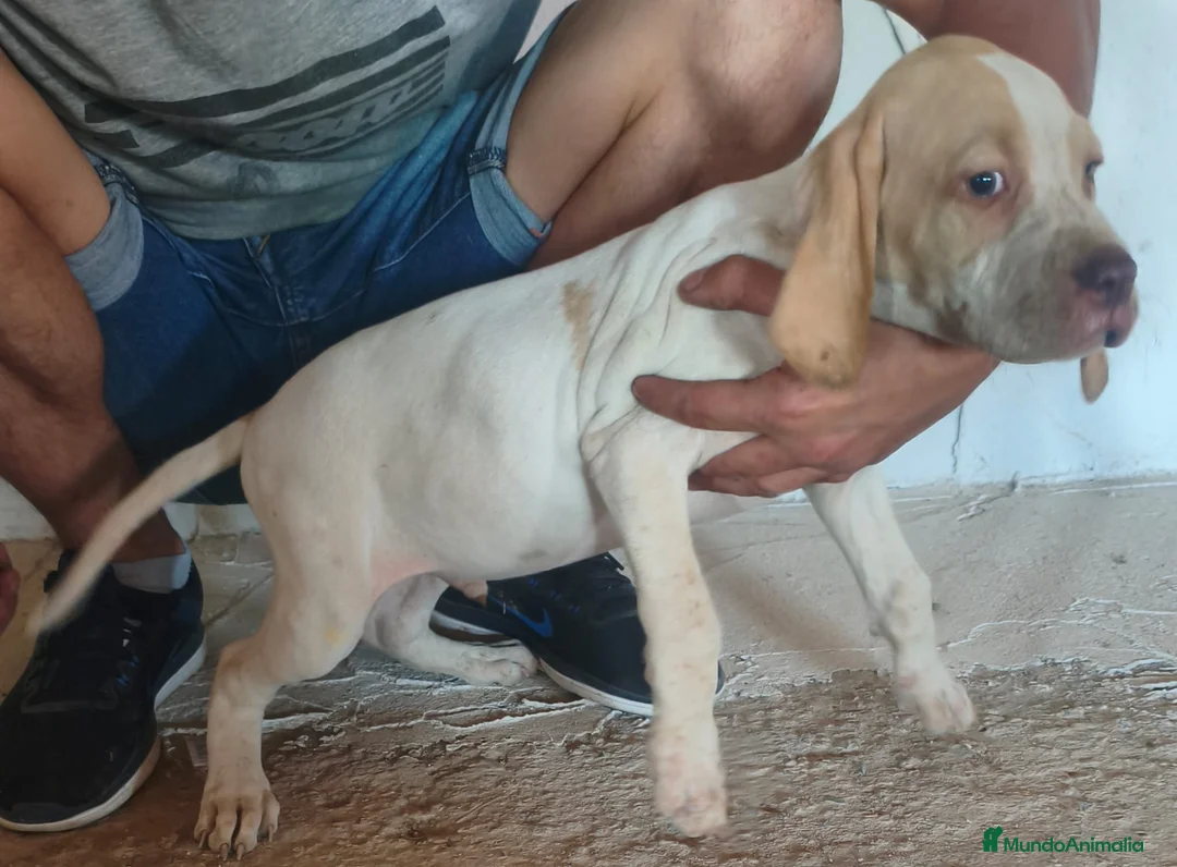 Pointer perros en venta: Pointer macho y hembra adopción  - Anuncio 2
