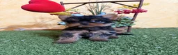 Yorkshire Terrier perros en venta: Yorkshire terrier toy !! - Anuncio 5