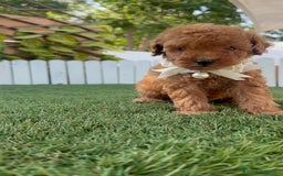 Caniche Toy perros en venta: CANICHE TOY  - Imagen 4