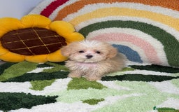 Maltipoo perros en venta: Maltipoo Teacup - Imagen 4