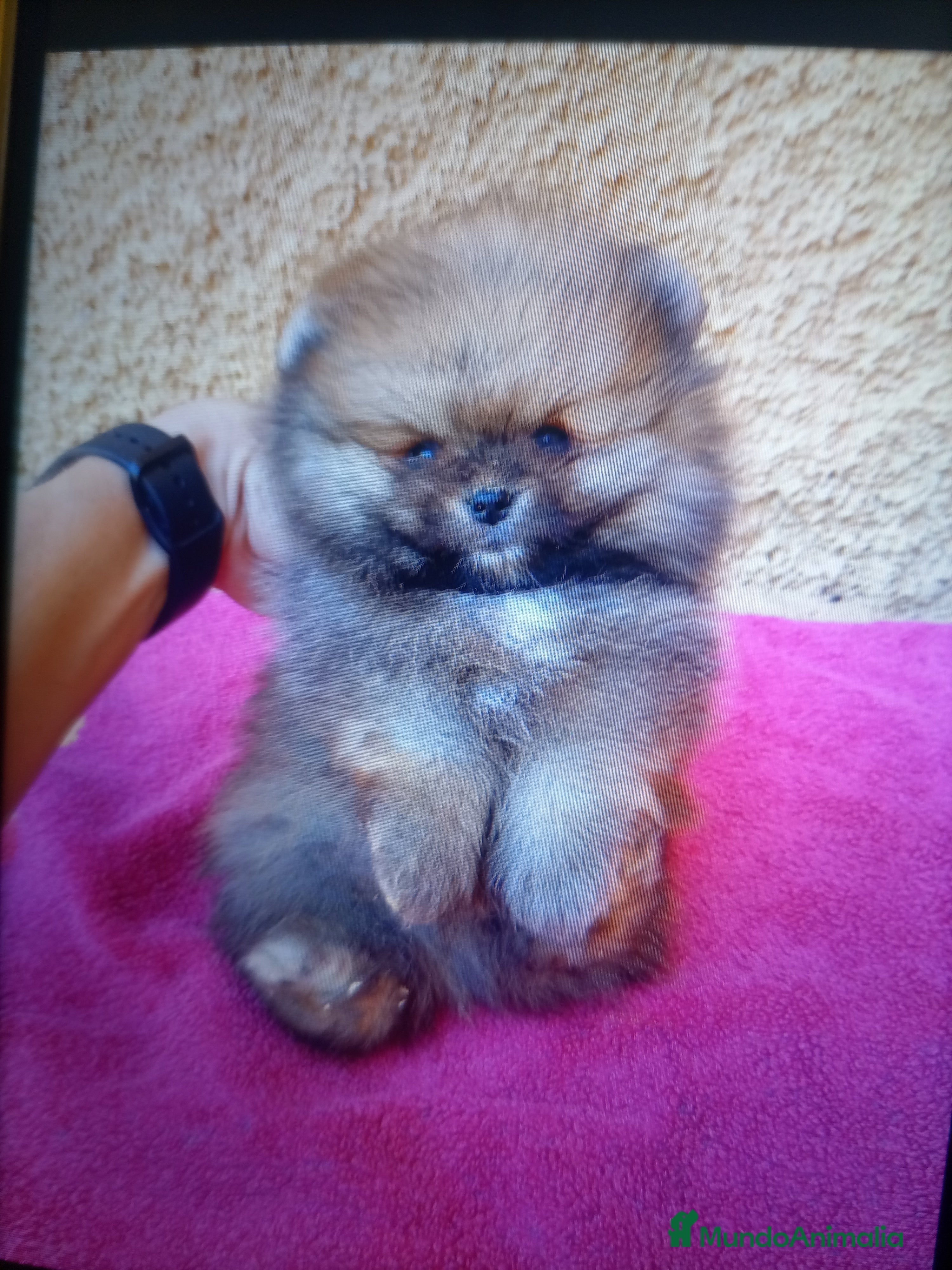 Pomerania perros Pomerania Toy, carita de osito. - Anuncio 13