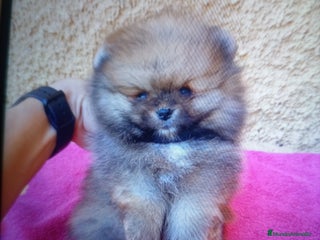 Pomerania perros - Anuncio 8