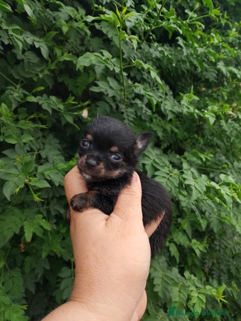 Chihuahua perros - Anuncio 6