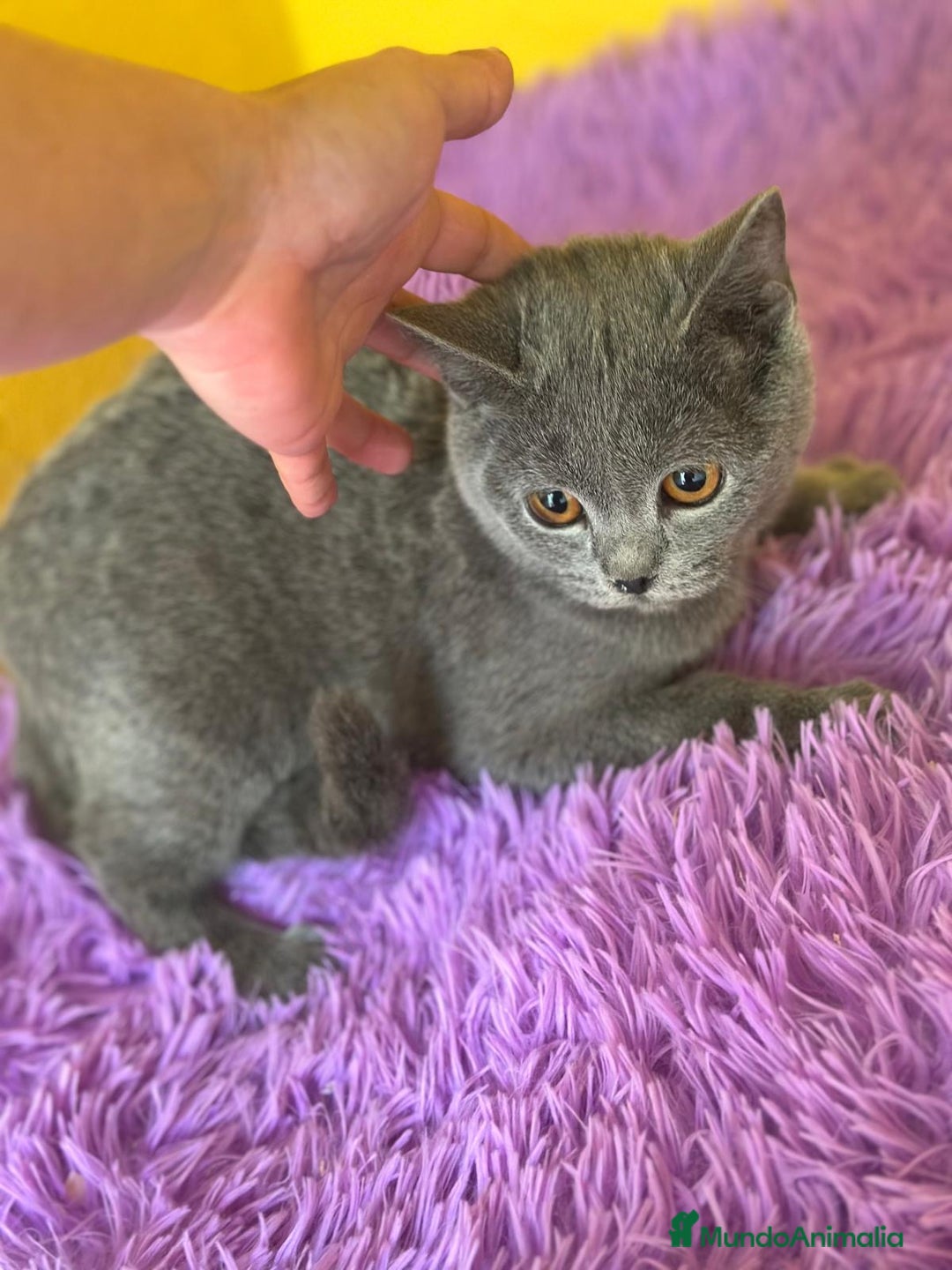 Británico de Pelo Corto Azul gatos en venta: British Blue hembra  - Imagen 1