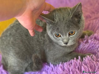 Británico de Pelo Corto Azul gatos - Anuncio 4