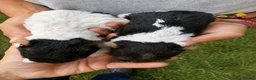 Fox Terrier de Pelo Duro perros en venta: Fox Terrier - Anuncio 3