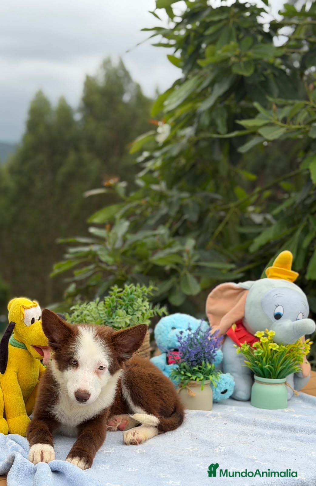 Border Collie perros  camada de border collie hembras  - Anuncio 31