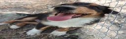 Pastor Australiano perros en venta: PASTOR AUSTRALIANO  - Anuncio 1