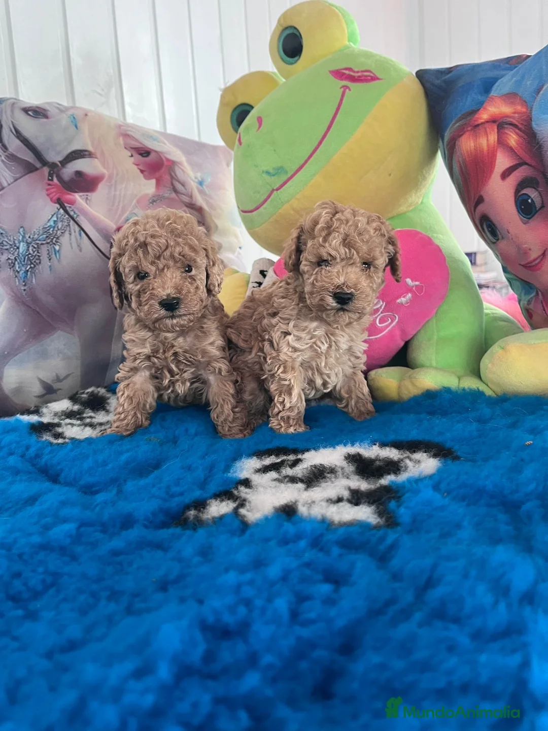 Caniche Toy perros en venta: Caniches toy  - Anuncio 1