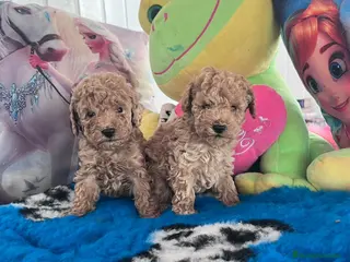 Caniche Toy perros Caniches toy - Anuncio 1