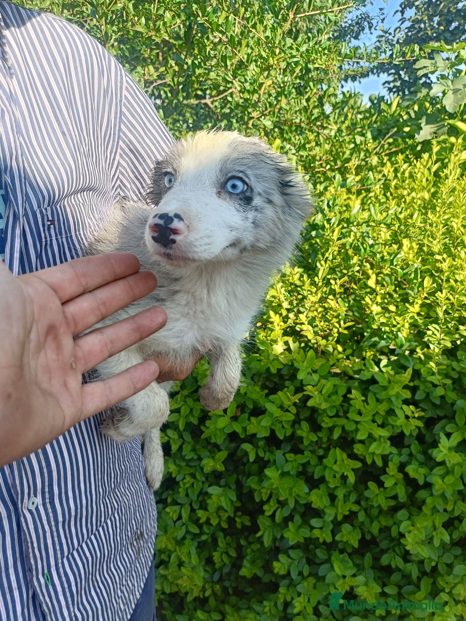 Border Collie perros Border Collie Merle Ojos Azules - Anuncio 11