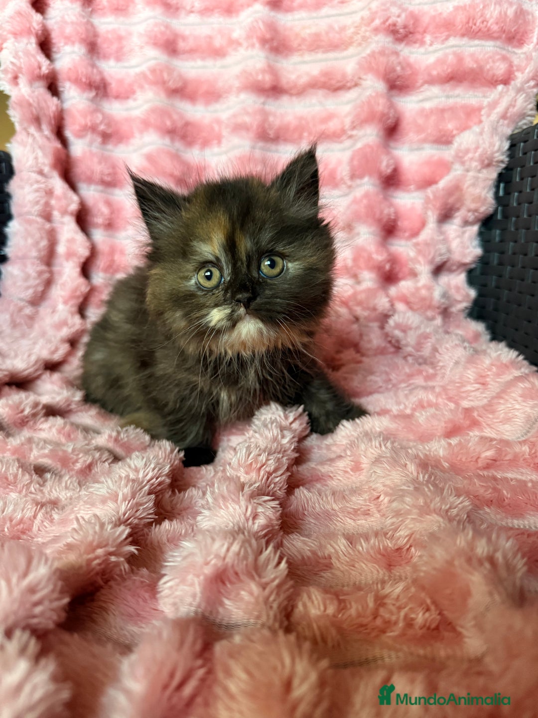 Británico de Pelo Largo gatos en venta: Preciosa gatita tortuga negra - Imagen 4