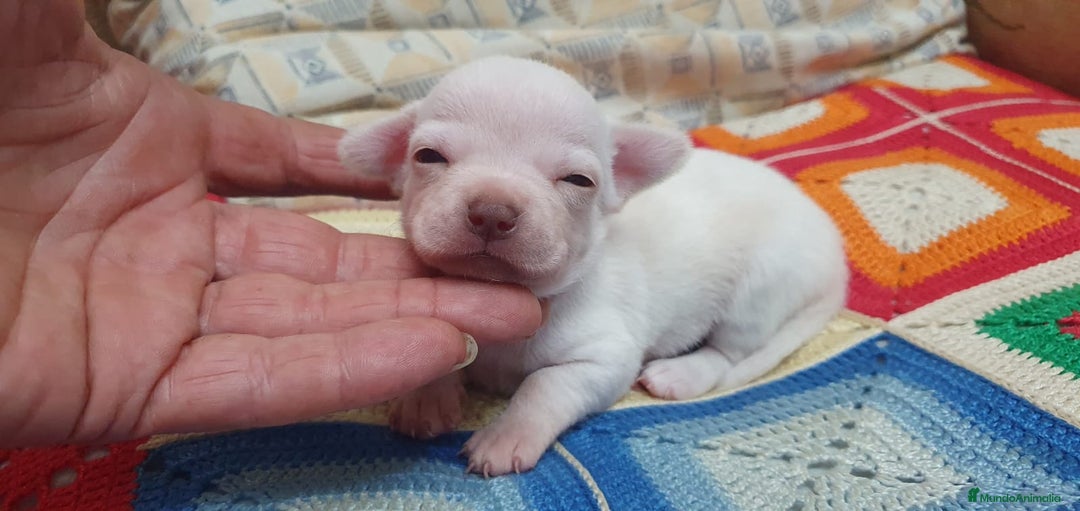 Chihuahua perros en venta: Chihuahua toys cabeza manzana  - Imagen 1