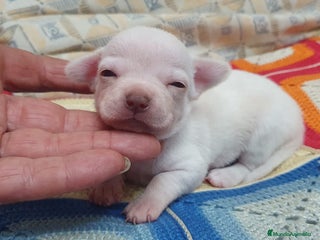 Chihuahua perros - Anuncio 18