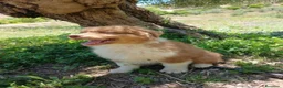 Pastor Australiano perros en venta: CACHORRO PASTOR AUSTRALIANO  - Anuncio 7