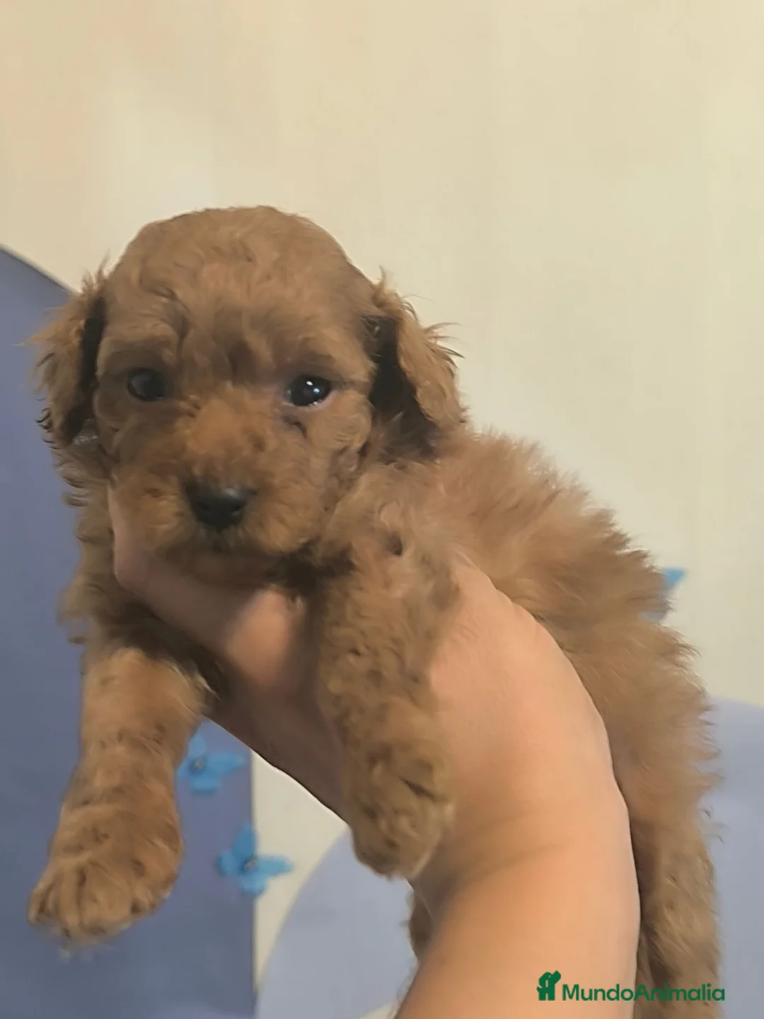 Caniche Toy perros en venta: Caniche en Curtis ...la Coruña  - Anuncio 2