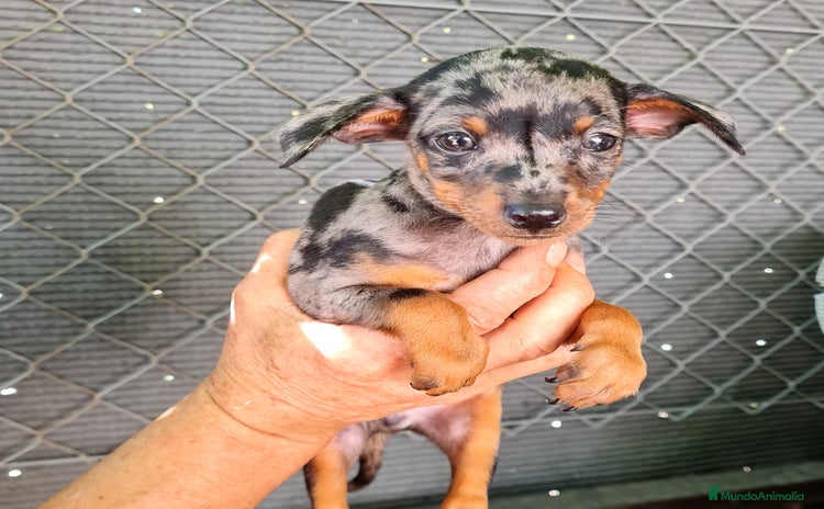 Ratón de Praga perros - Anuncio 1
