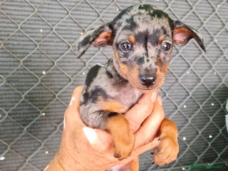 Ratón de Praga perros - Anuncio 35