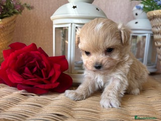 Maltipoo perros - Anuncio 22