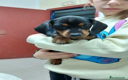 Teckel Miniatura perros en venta: Tecke mini  - Imagen 3