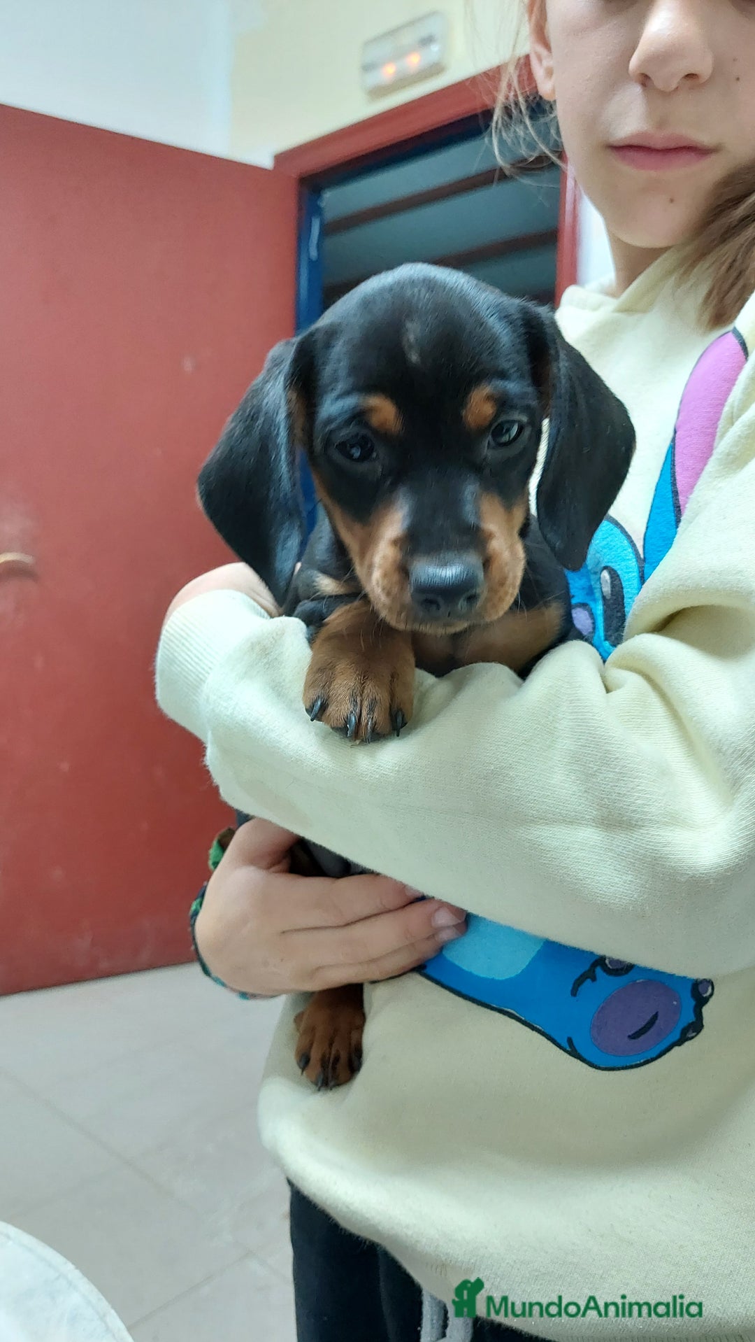 Teckel Miniatura perros en venta: Tecke mini  - Imagen 3