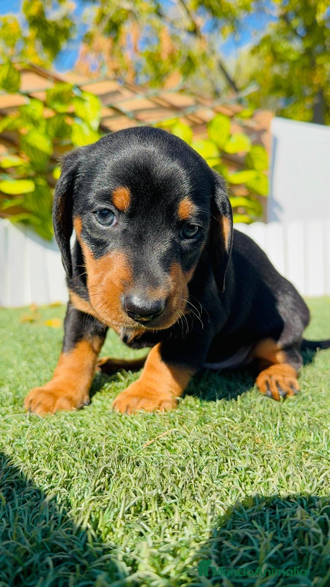 Teckel Miniatura perros en venta: TECKEL MINIATURA - Anuncio 21