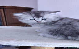 Británico de Pelo Largo gatos en venta: Hembra British Longhair - Imagen 3