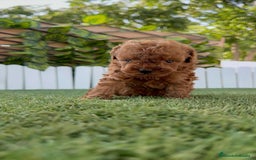 Caniche Toy perros en venta: CANICHE TOY ROJO MACHO - Imagen 27