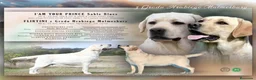 Labrador Retriever perros en venta: Labrador  - Anuncio 3