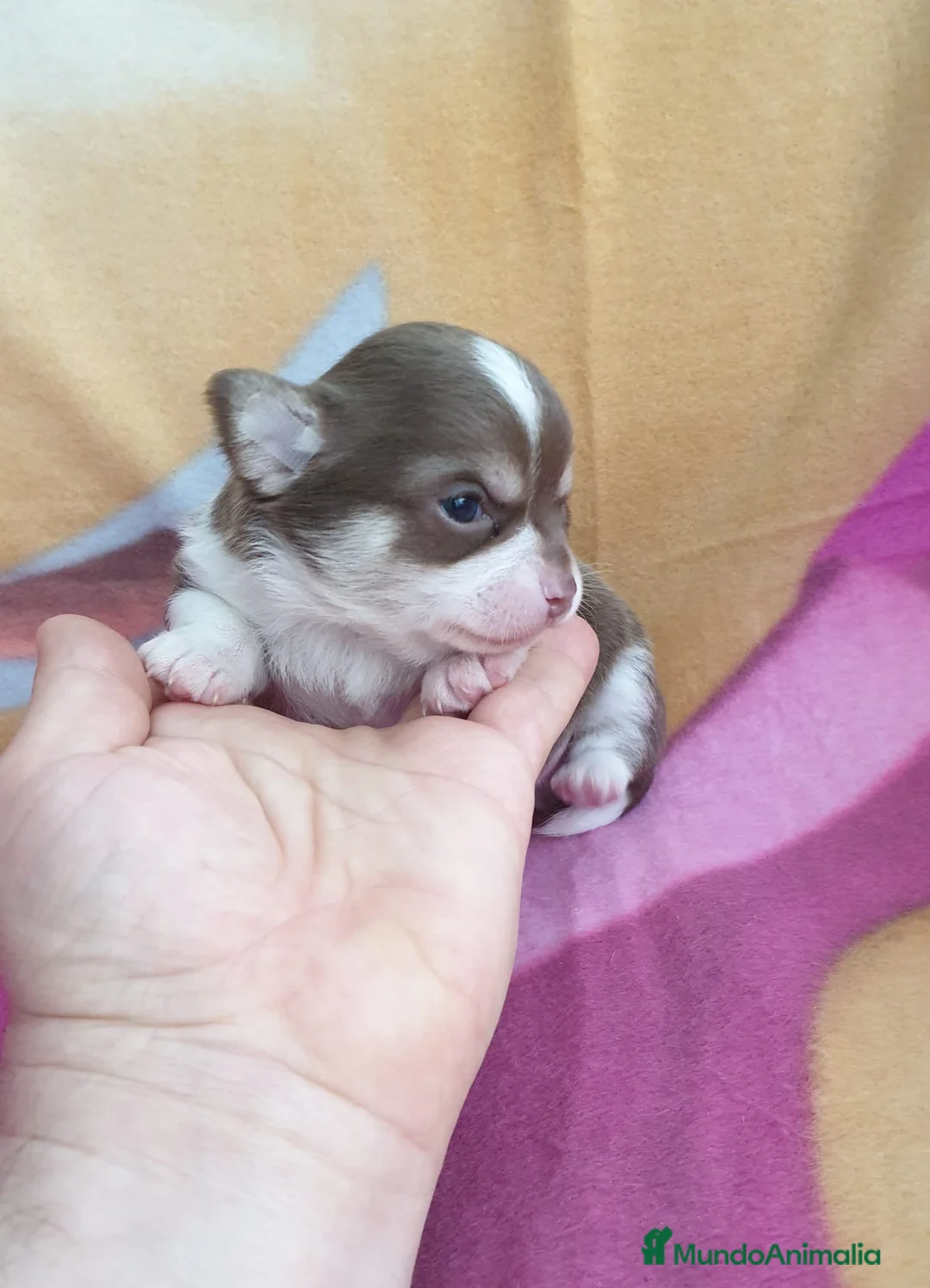 Chihuahua perros en venta: Chihuahua cabeza de manzana  en Ciudad Real - Anuncio 4