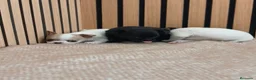 Chihuahua perros en venta: Chihuahua Toy machos disponibles  - Anuncio 3