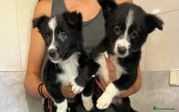 Border Collie perros en venta: Camada de Border collie  - Imagen 10