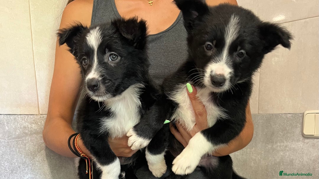 Border Collie perros en venta: Camada de Border collie  - Imagen 10