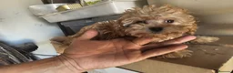 Caniche Toy perros en venta: Caniche rojo toy - Anuncio 7