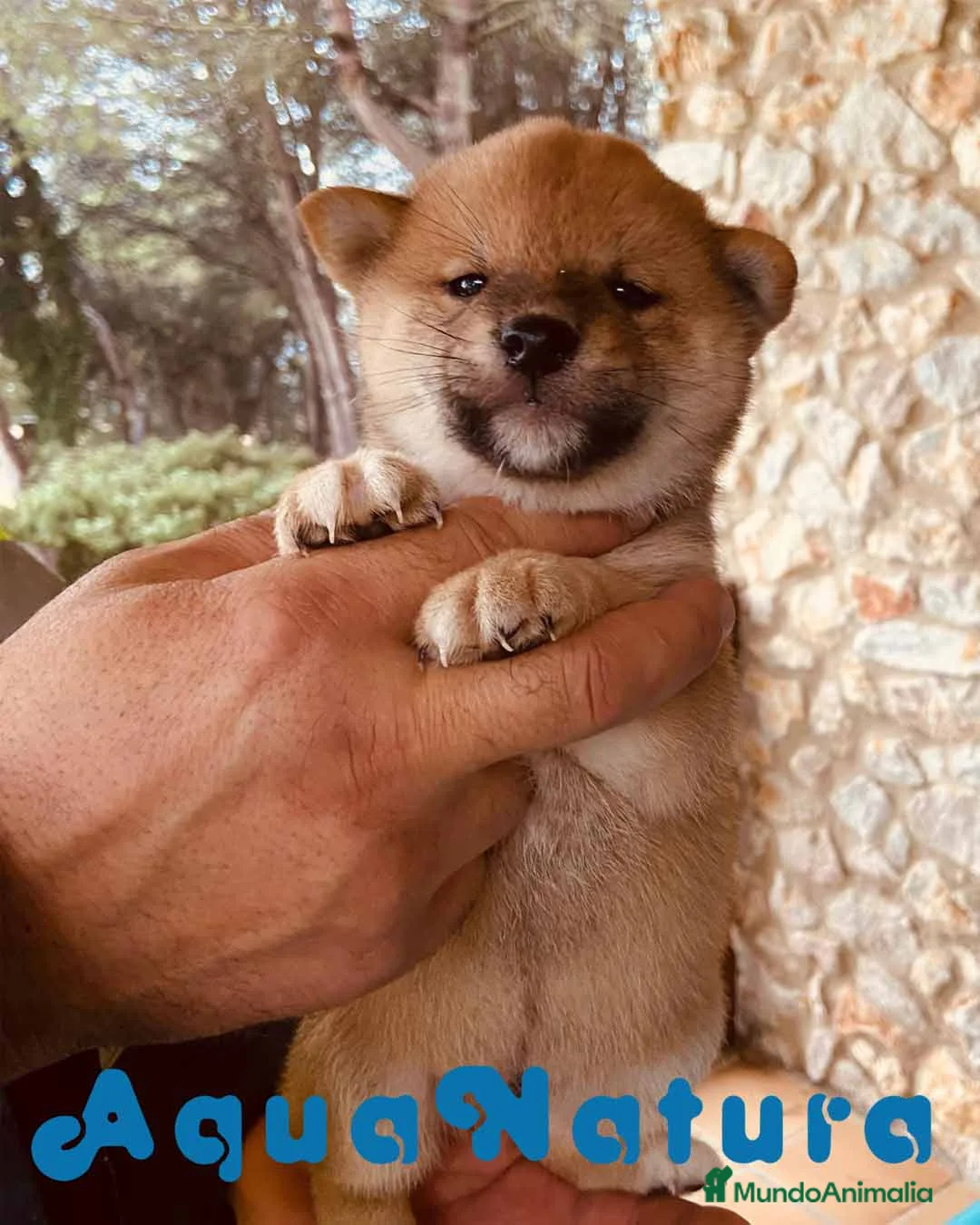Shiba Inu perros en venta: Shiba Inu Macho 1 de Magy - AQUANATURA en Barcelona - Anuncio 8