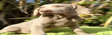 Weimaraner Cachorro 1