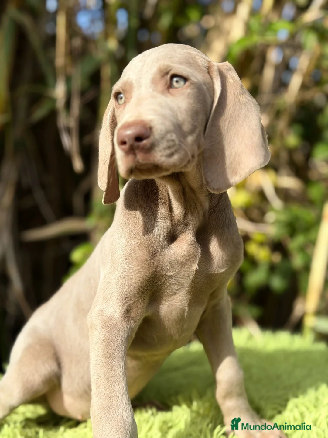 Weimaraner perros en venta: Braco de weimar  - Anuncio 8