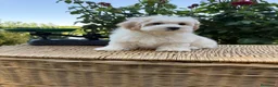 Maltipoo perros en venta: Maltipoo con todas las vacunas !!! - Anuncio 6