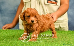 Caniche Enano perros en venta: Cachorros de Caniche Enano: amor, calidad garantía en Burgos - Imagen 2