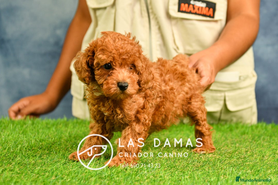 Caniche Enano perros en venta: Cachorros de Caniche Enano: amor, calidad garantía en Burgos - Imagen 2