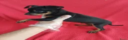 Pinscher Miniatura perros en venta: Pincher Mini - Anuncio 3