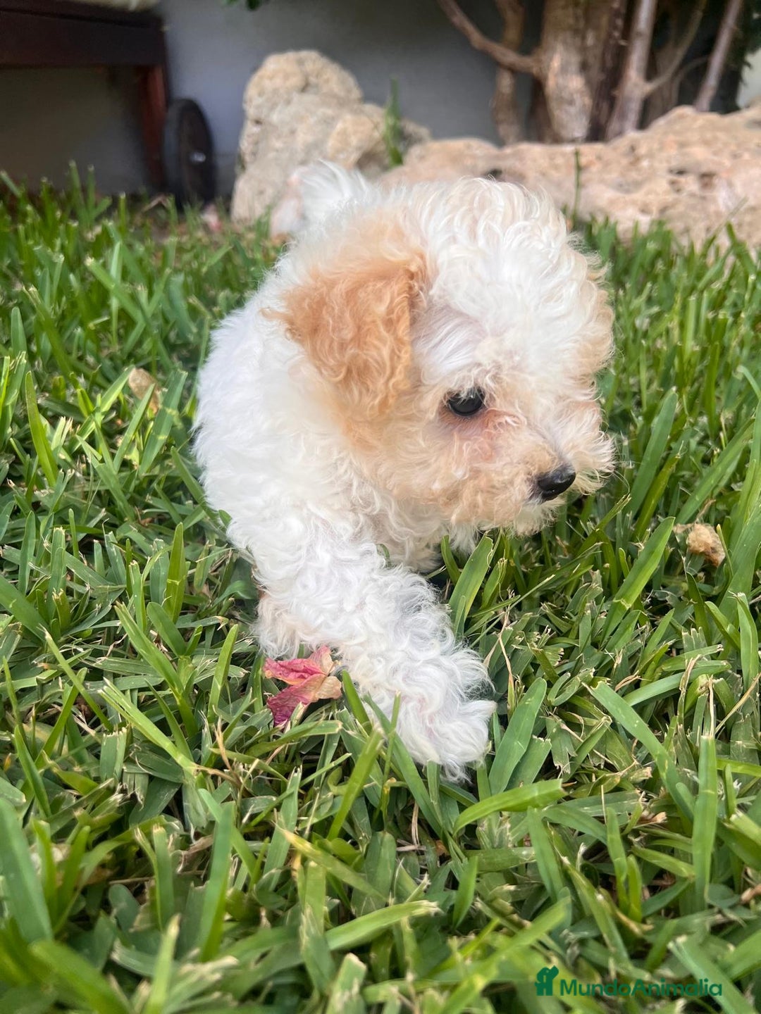 Caniche Toy perros en venta: Caniche toy - Imagen 2