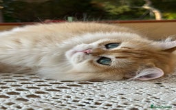 Británico de Pelo Largo gatos en venta: Precioso gatito Británico  - Imagen 1