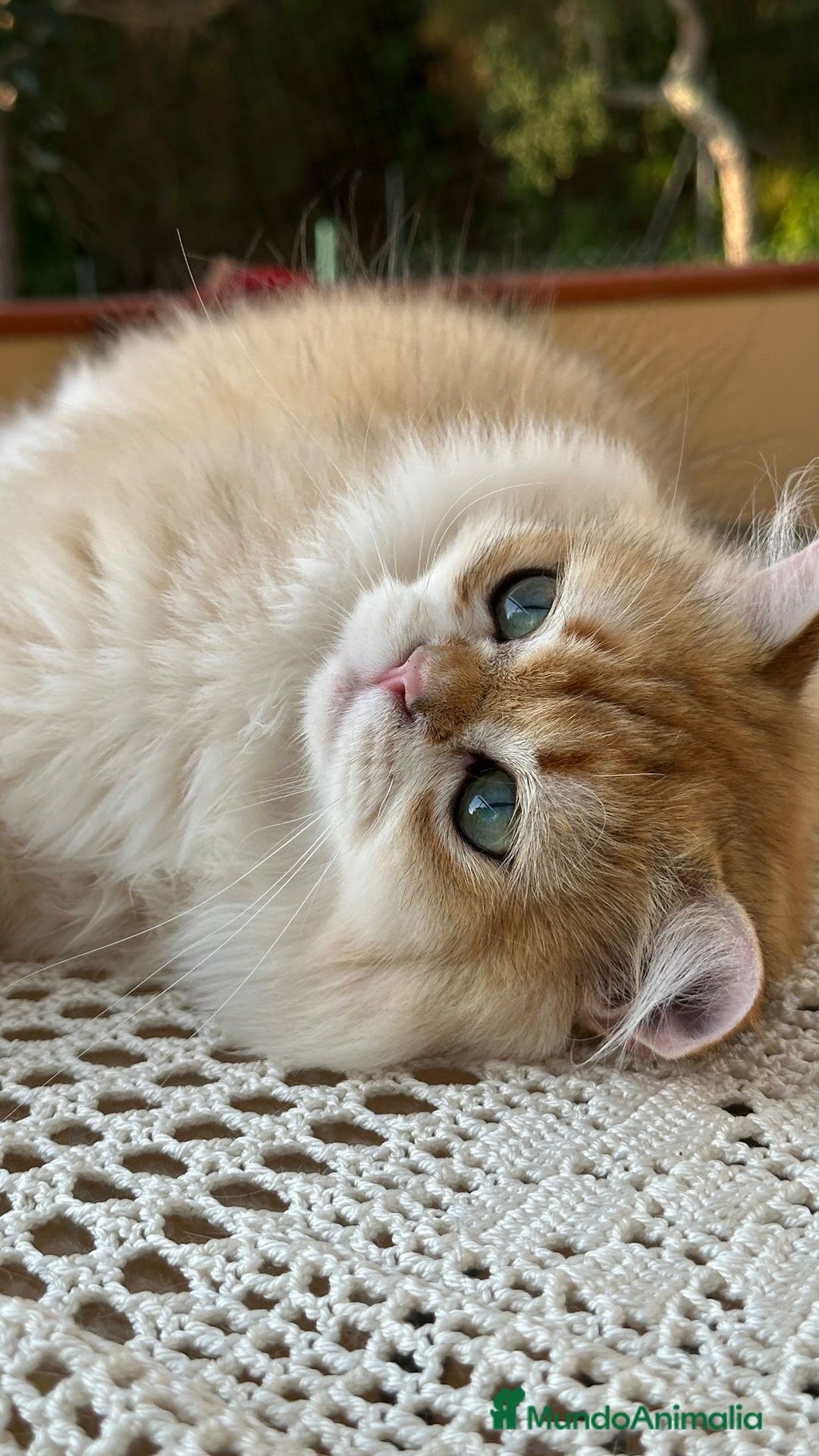Británico de Pelo Largo gatos en venta: Precioso gatito Británico  - Imagen 1