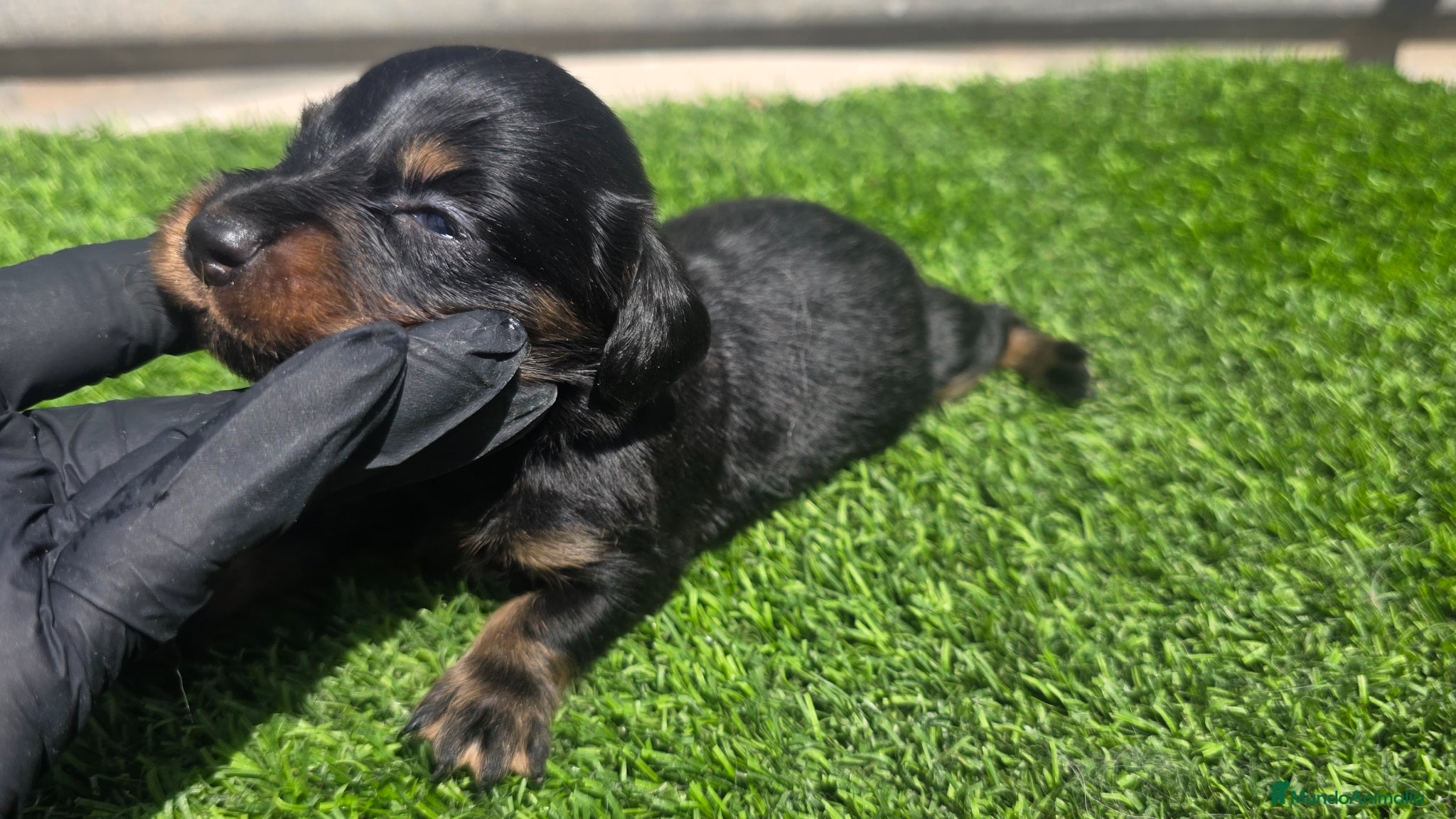 Teckel Miniatura perros Teckel kaninchen negros fuego  - Anuncio 1