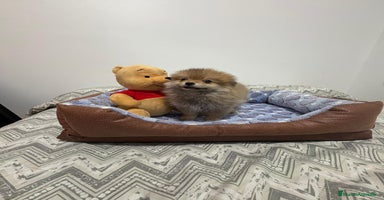 Pomerania perros - Anuncio 5