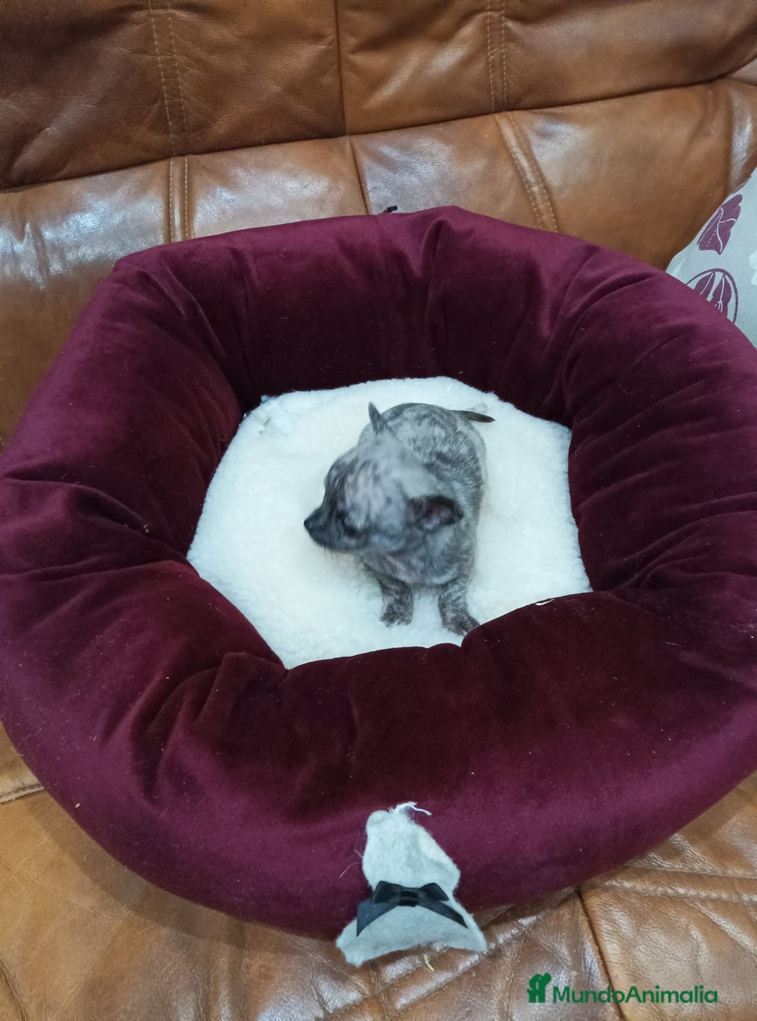 Chihuahua perros en venta: CHIHUAHUA TOY - Anuncio 4